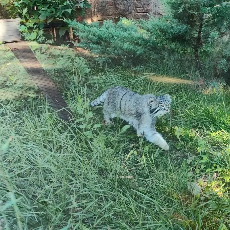 モスクワ動物園のマヌルネコの写真