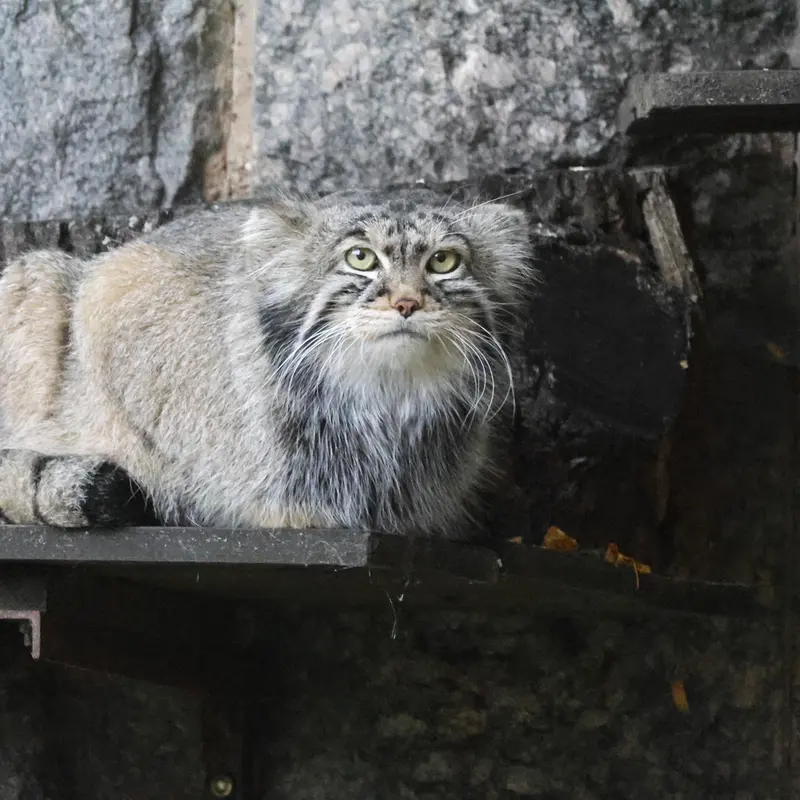 モスクワ動物園のティモフェイの写真