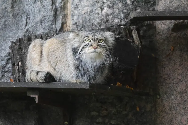 モスクワ動物園のティモフェイの写真