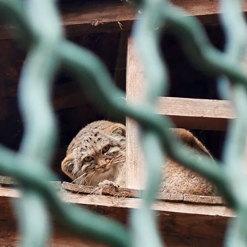 ブダペスト動物園・植物園のルーシーの写真