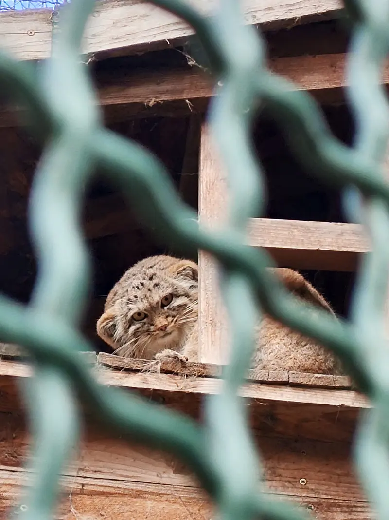 ブダペスト動物園・植物園のルーシーの写真