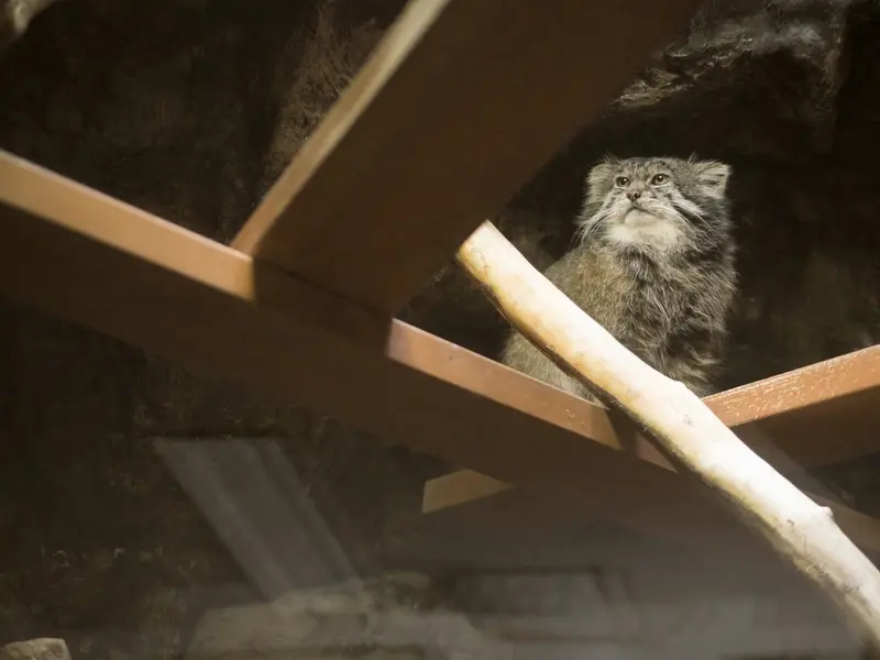 恩賜上野動物園のクリョンの写真