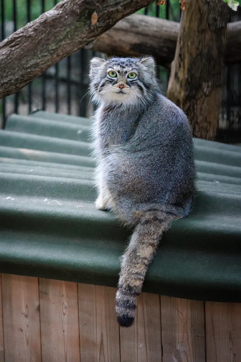 ノヴォシビルスク動物園のアーニャの写真