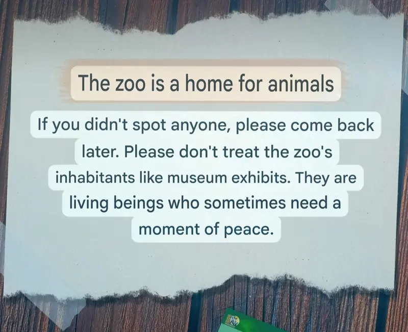 ポズナン新動物園のマヌルネコの写真