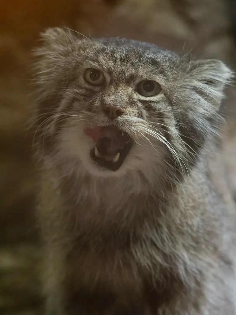 恩賜上野動物園のクリョンの写真