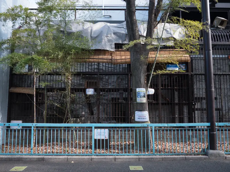 野毛山動物園のマヌルネコの写真