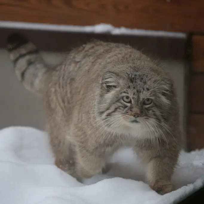 グダニスク動物園のマヌエルの写真