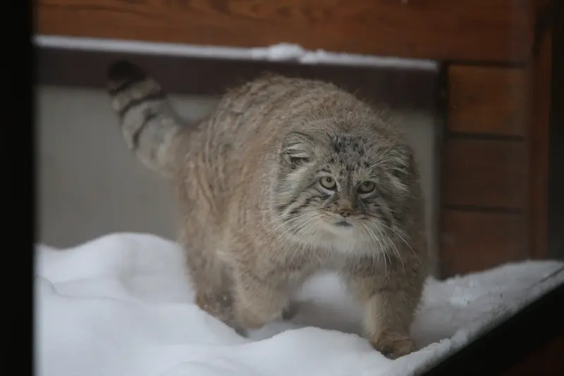 グダニスク動物園のマヌエルの写真