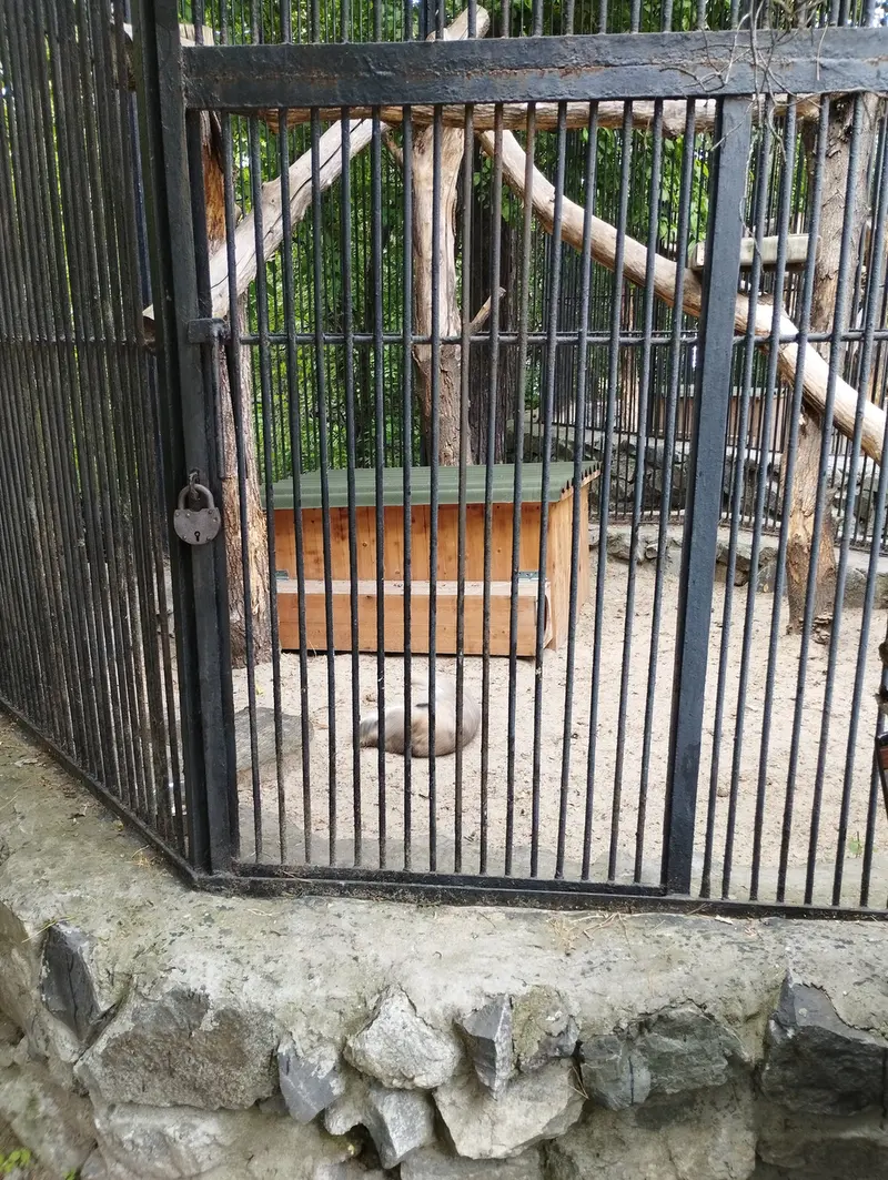 ノヴォシビルスク動物園のマヌルネコの写真