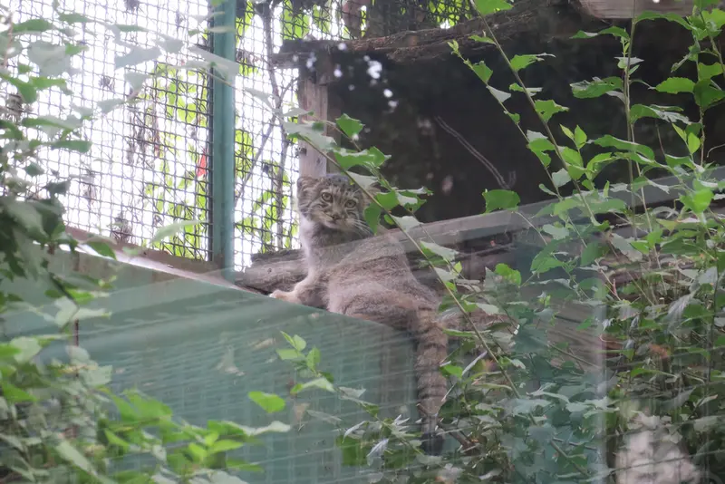 ブダペスト動物園・植物園のボリス Ⅱの写真