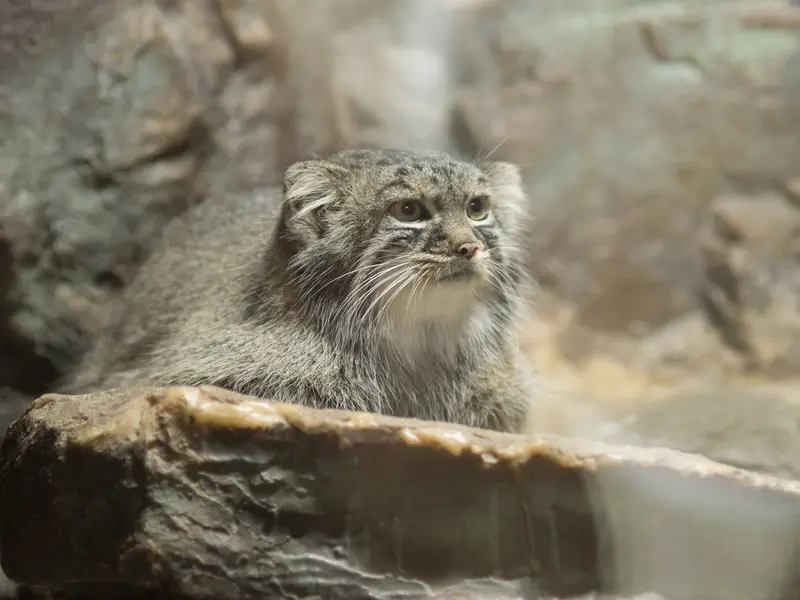 恩賜上野動物園のサフランの写真
