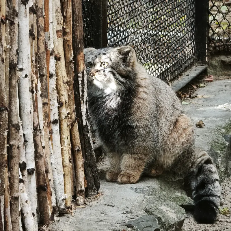 ノヴォシビルスク動物園のマヌルネコの写真
