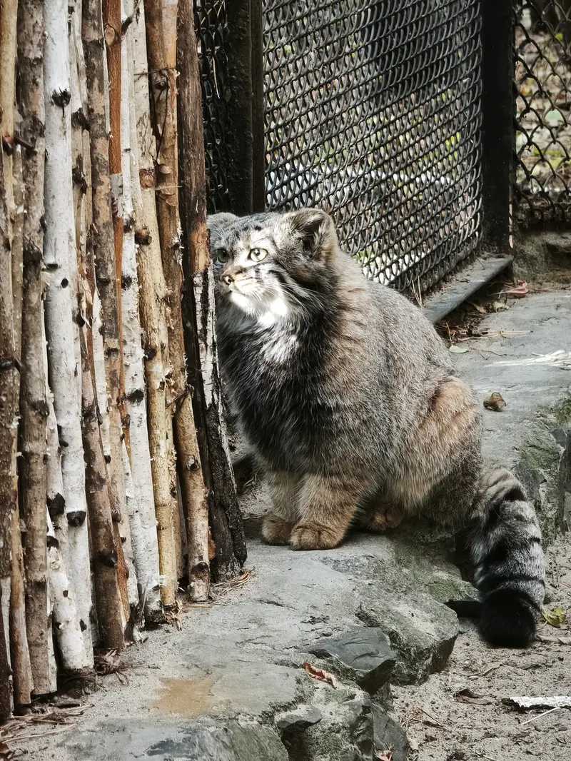 ノヴォシビルスク動物園のマヌルネコの写真