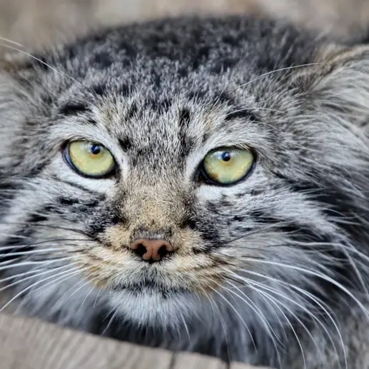 カラコル動物園のクニャージュナ・カラコリスカヤの写真