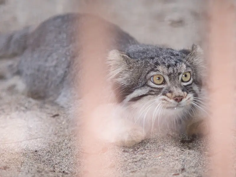 野毛山動物園のフィーガの写真