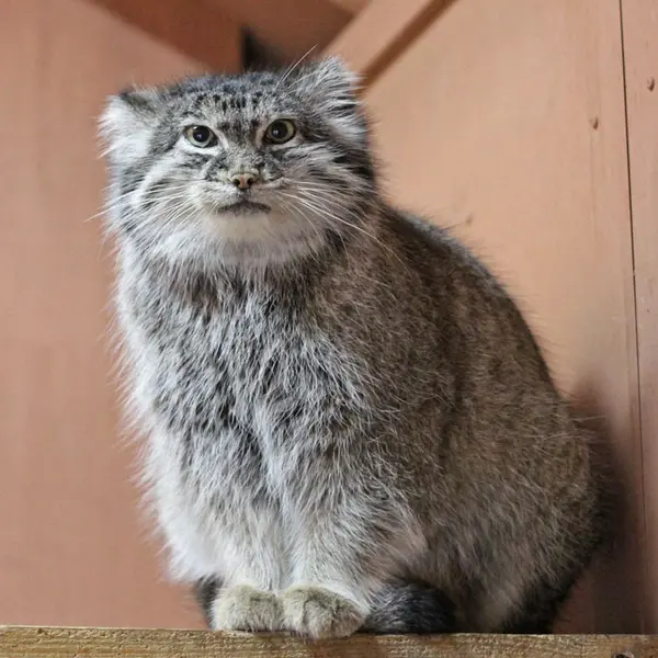 埼玉県こども動物自然公園のマリィの写真