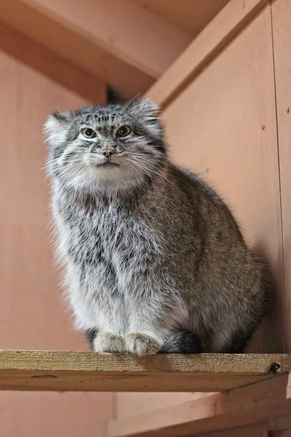 埼玉県こども動物自然公園のマリィの写真