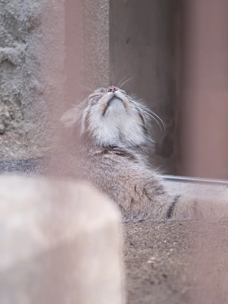 野毛山動物園のフィーガの写真