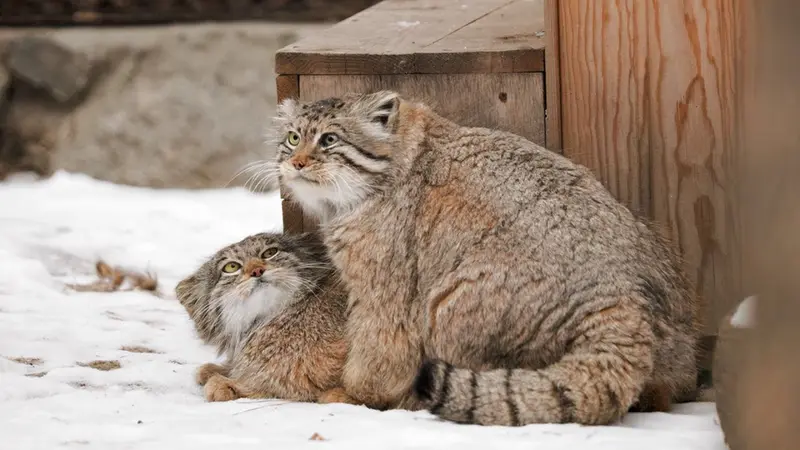 Novosibirsk Zooのゼレノゴルスクとミアの動画