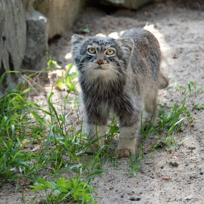 ノヴォシビルスク動物園のバルトークの写真