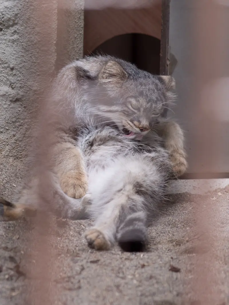 野毛山動物園のフィーガの写真