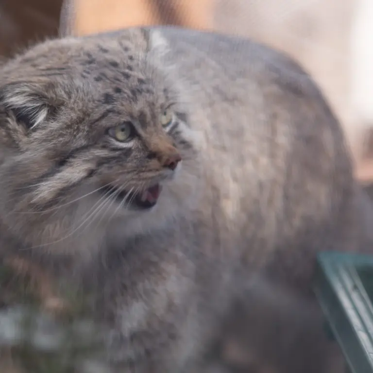 埼玉県こども動物自然公園のロータスの写真