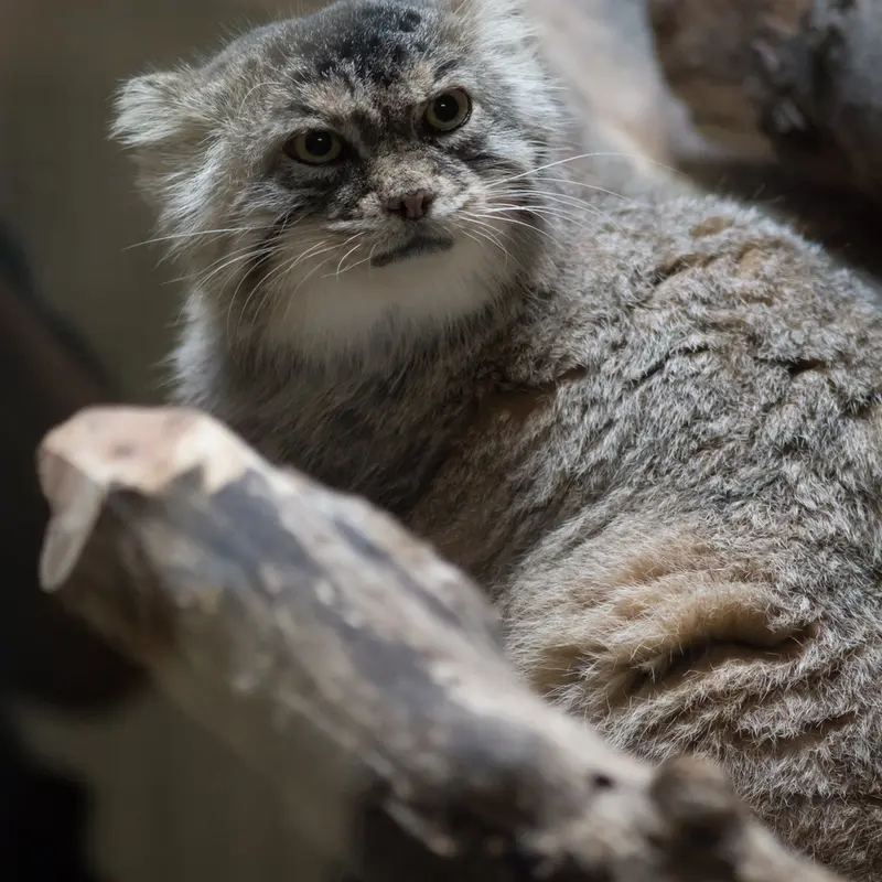 恩賜上野動物園のプリームラの写真