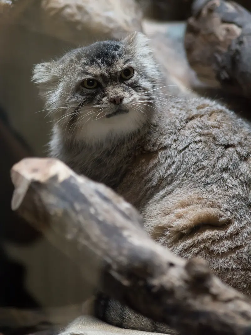 恩賜上野動物園のプリームラの写真