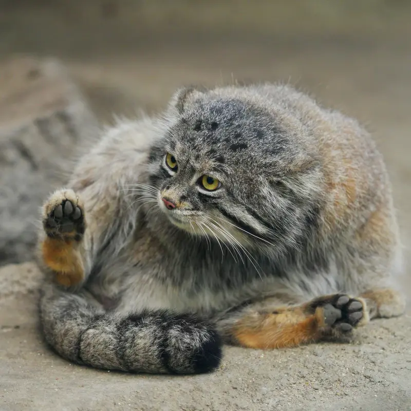 神戸どうぶつ王国のナルの写真