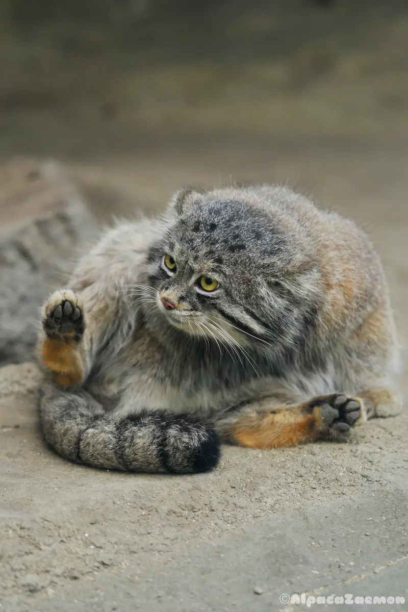 神戸どうぶつ王国のナルの写真