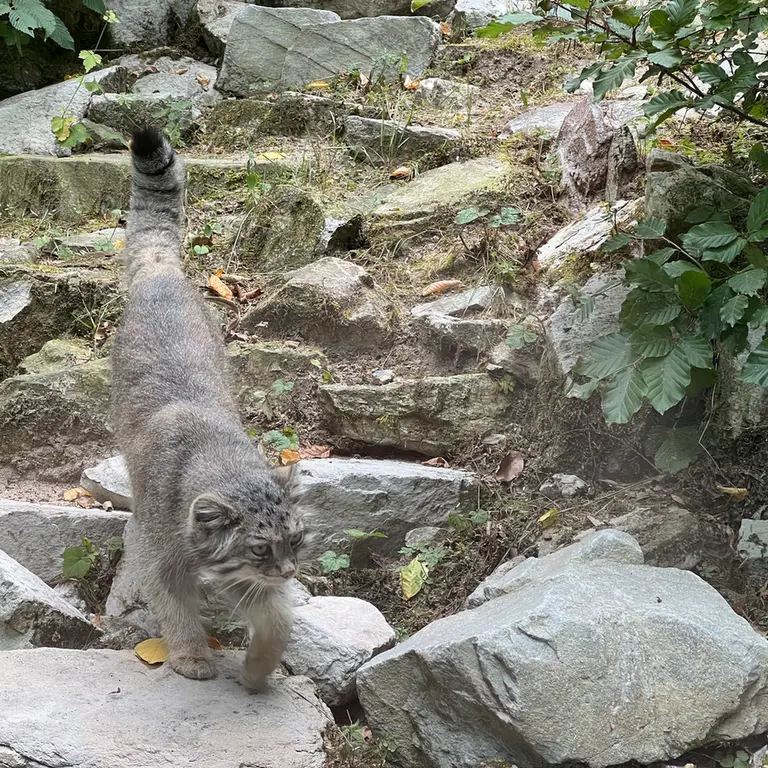 オペル動物園のフェイの写真