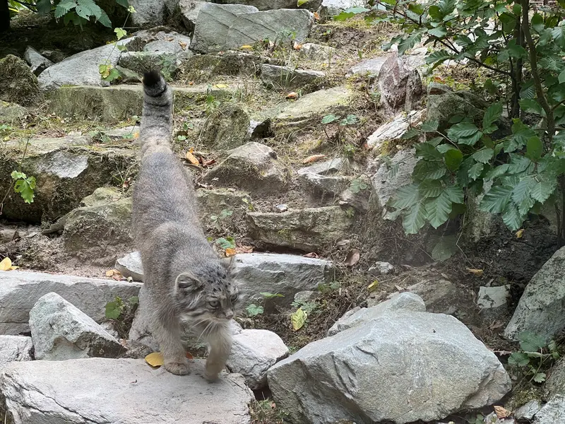 オペル動物園のフェイの写真