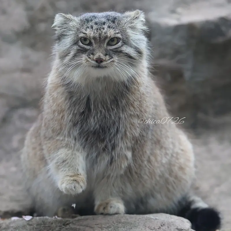 埼玉県こども動物自然公園のオリーヴァの写真