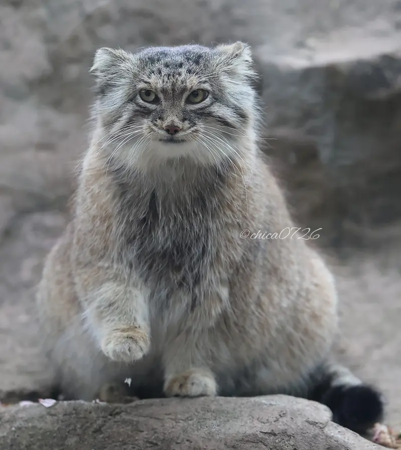 埼玉県こども動物自然公園のオリーヴァの写真