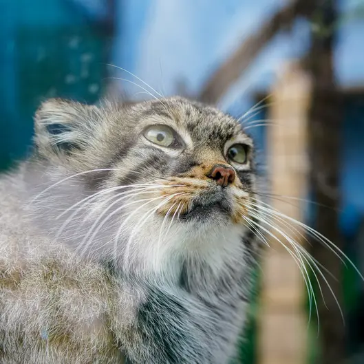 青海チベット高原野生動物園のスン・シャオメイの写真