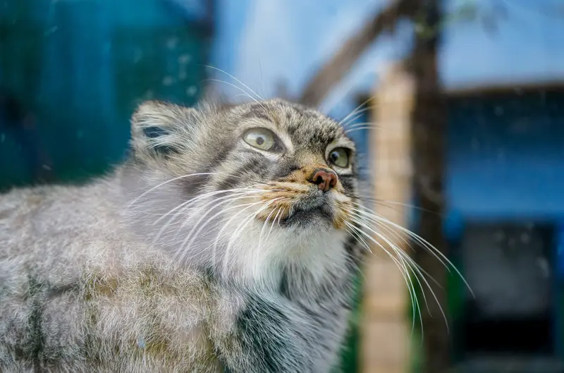 青海チベット高原野生動物園のスン・シャオメイの写真