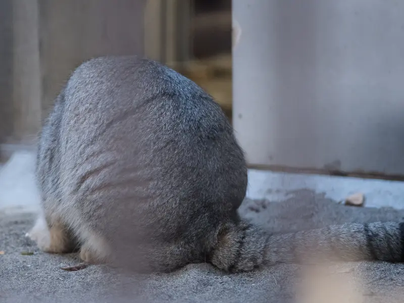 野毛山動物園のフィーガの写真