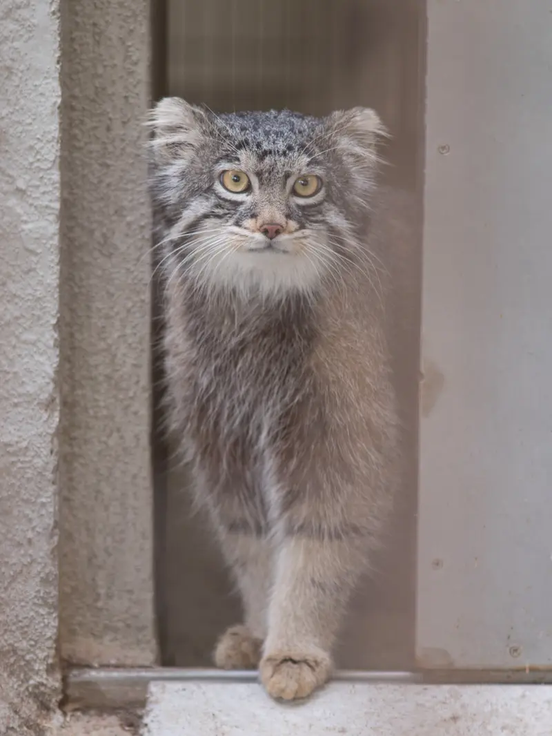 野毛山動物園のフィーガの写真