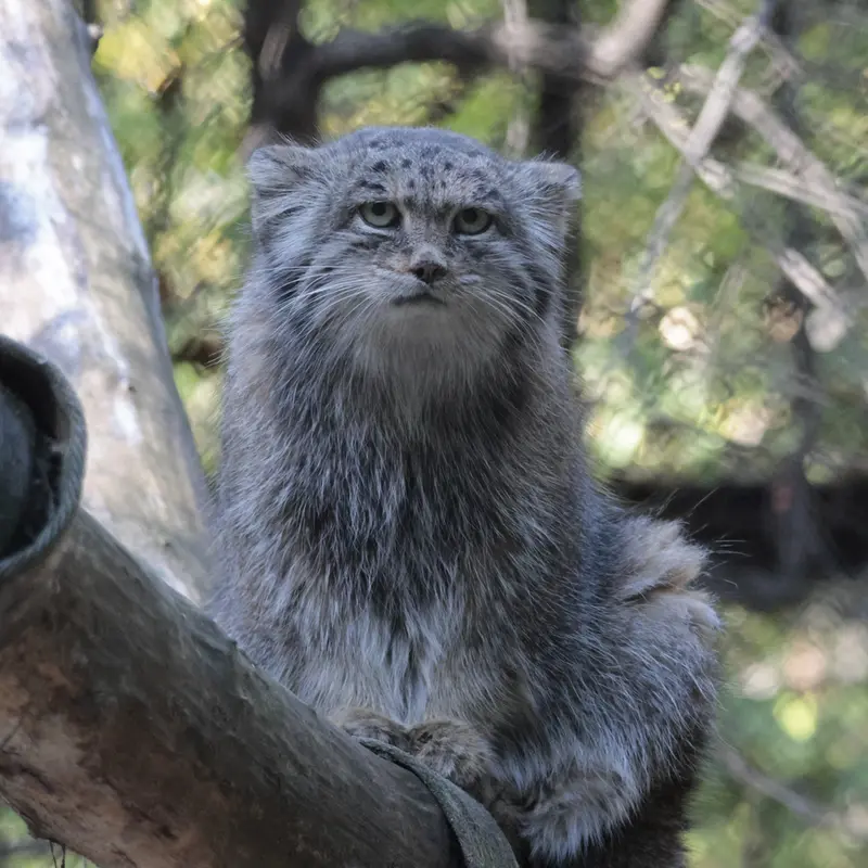 ノヴォシビルスク動物園のミアの写真
