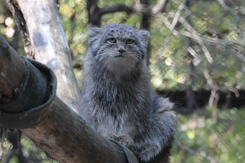 ノヴォシビルスク動物園のミアの写真