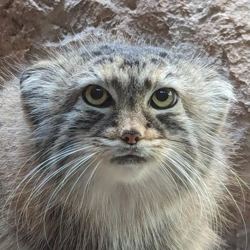 バーミングハム動物園のマヌルネコのミーシャ