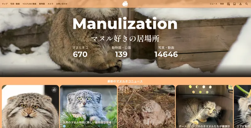 マヌルネコの写真