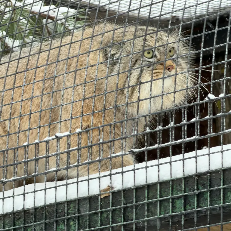 レニングラード動物園のシューの写真