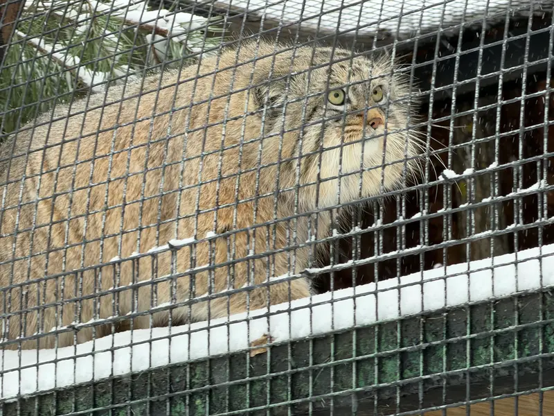 レニングラード動物園のシューの写真