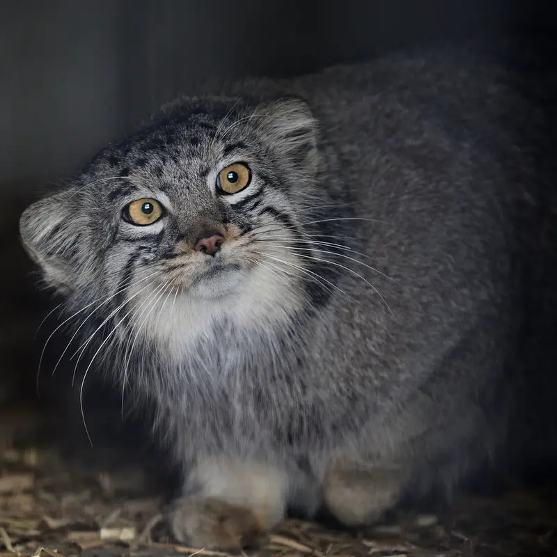 ごかつら池どうぶつパークのメイの写真