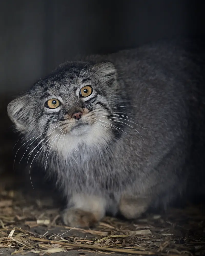 ごかつら池どうぶつパークのメイの写真