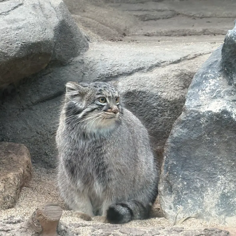 神戸どうぶつ王国のメイの写真