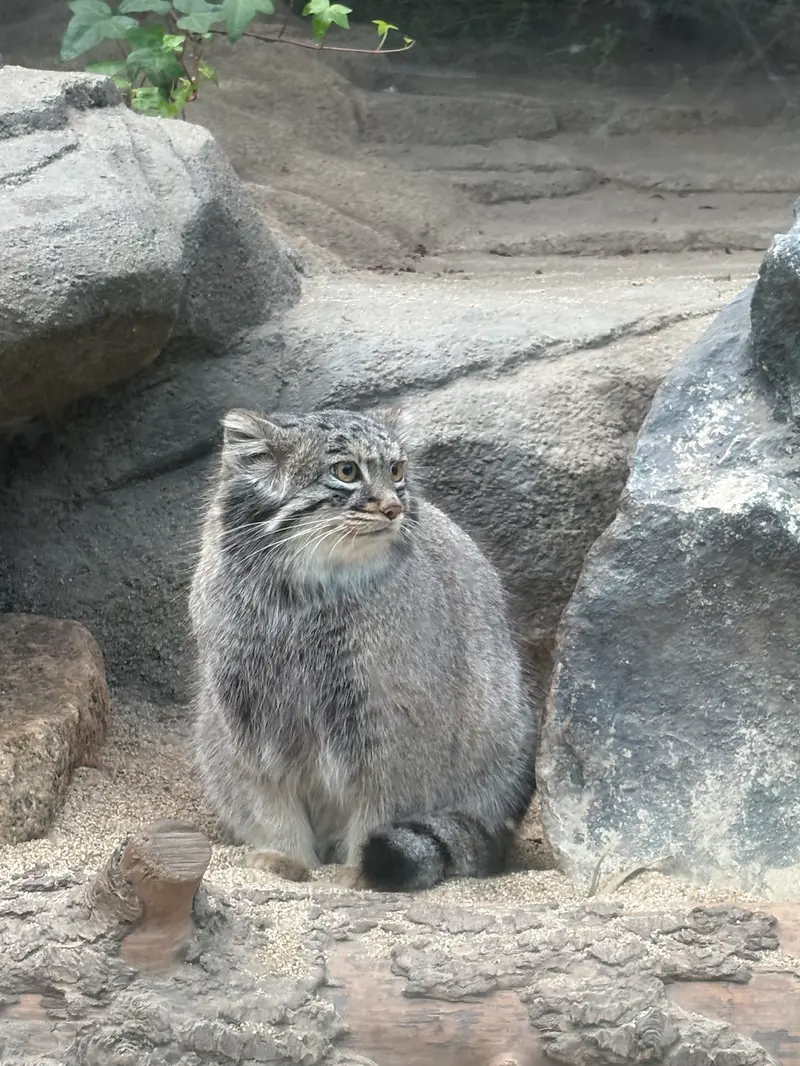 神戸どうぶつ王国のメイの写真