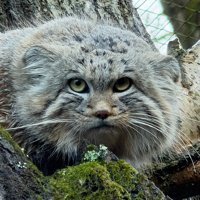 トレゴムール動物園のマヌルネコのアルタイ