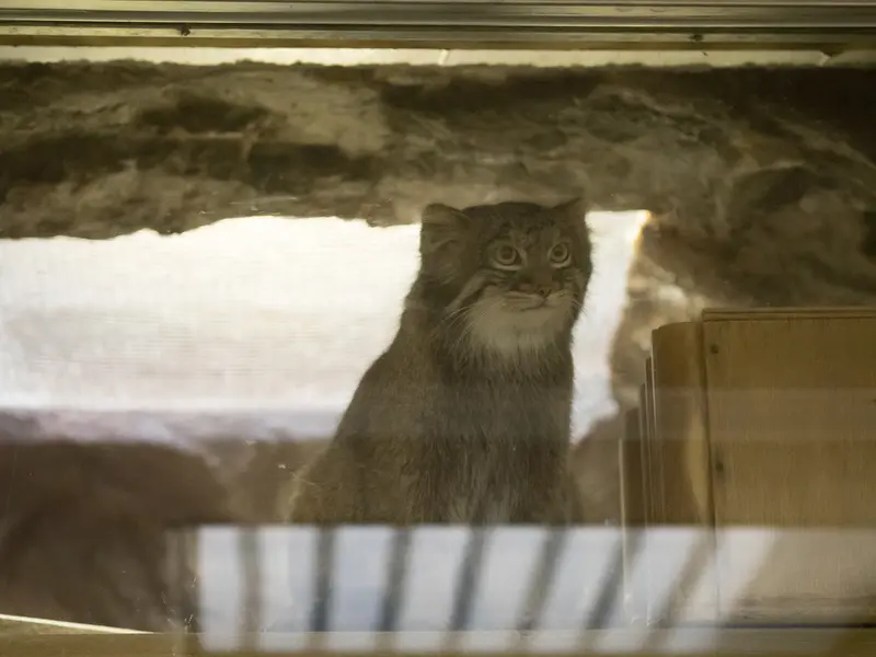 恩賜上野動物園のフィーガの写真